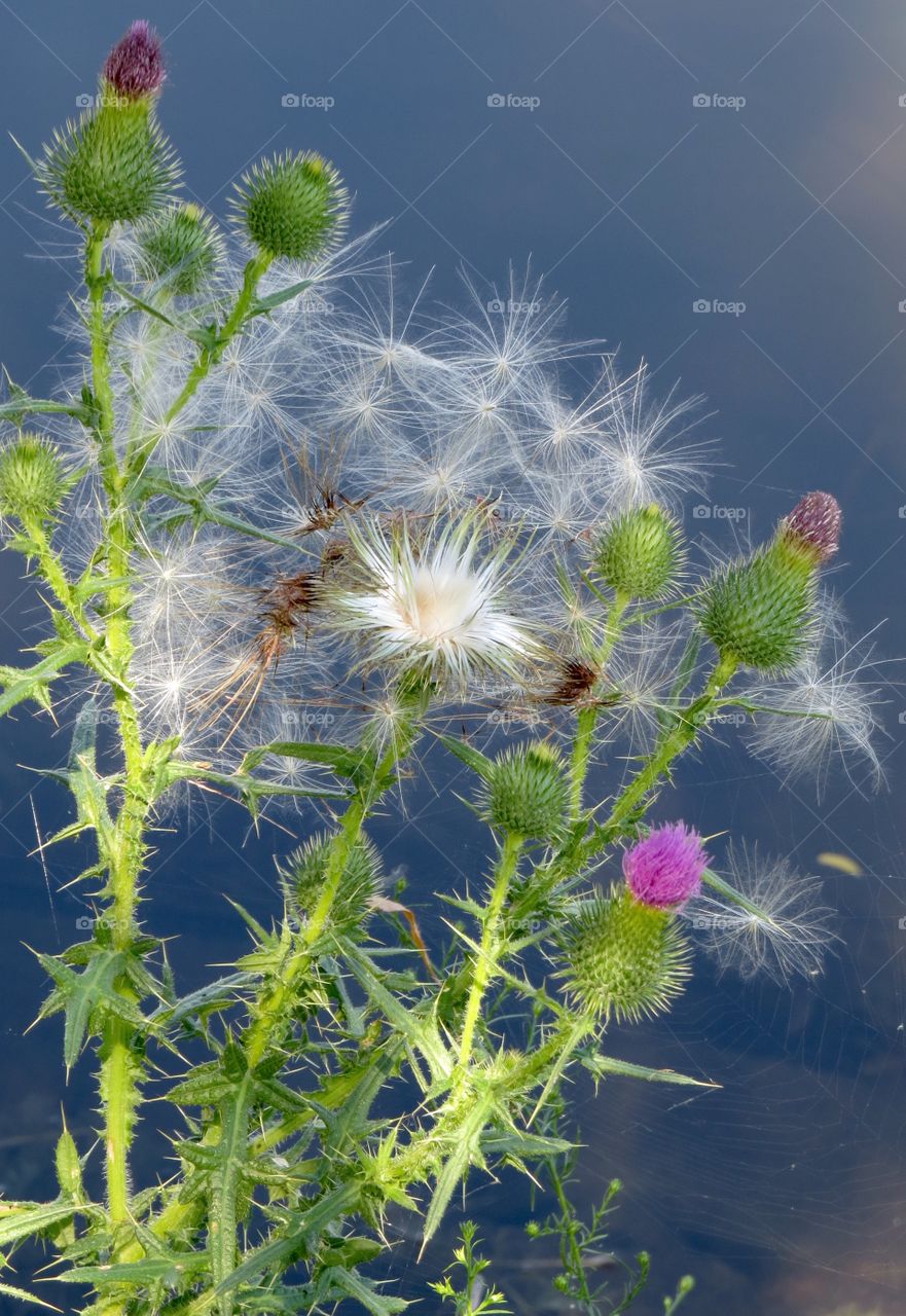 Thistle plant. Thistle plant