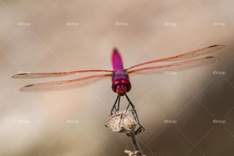 red dragonfly