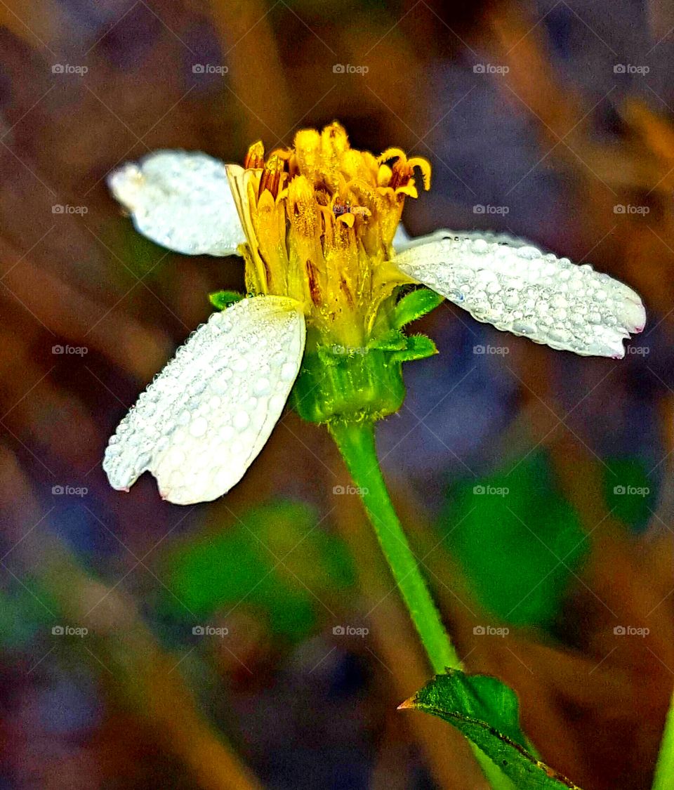 Flower, Nature, No Person, Summer, Leaf