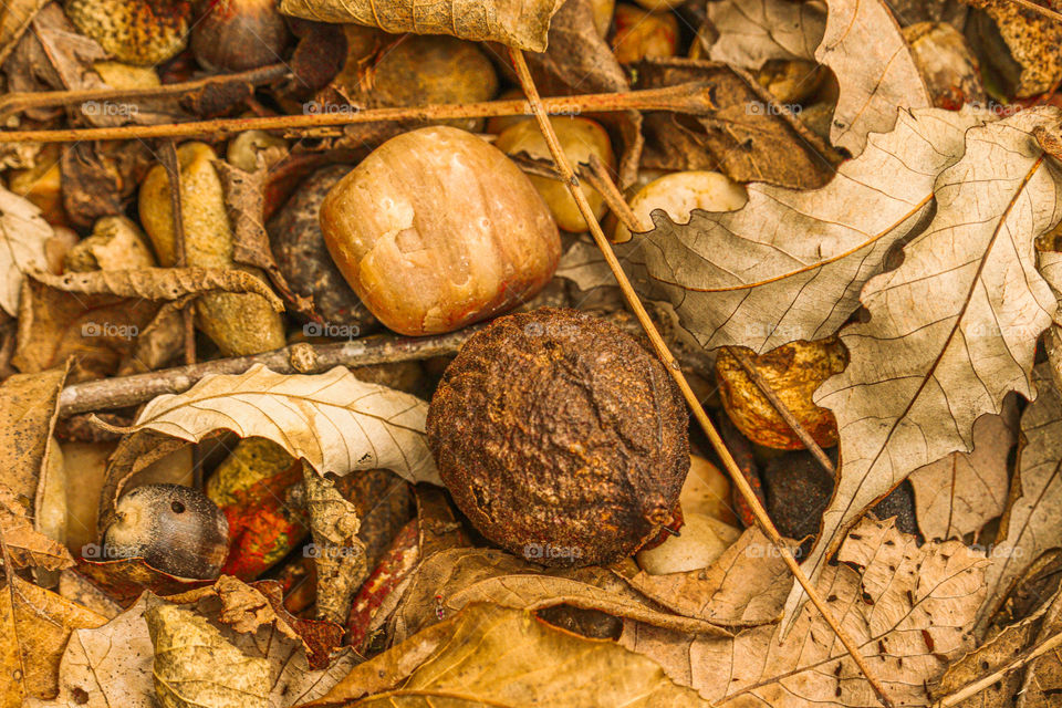 nature on the ground