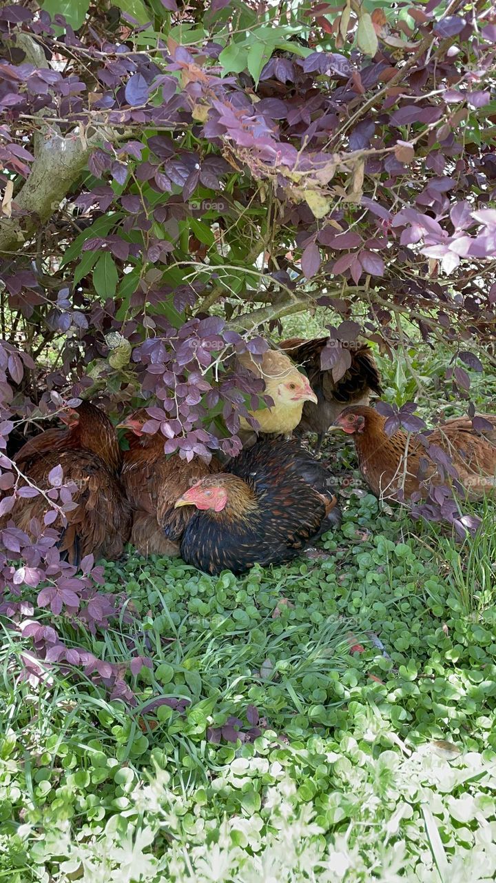 Relaxing in the cool shade. 