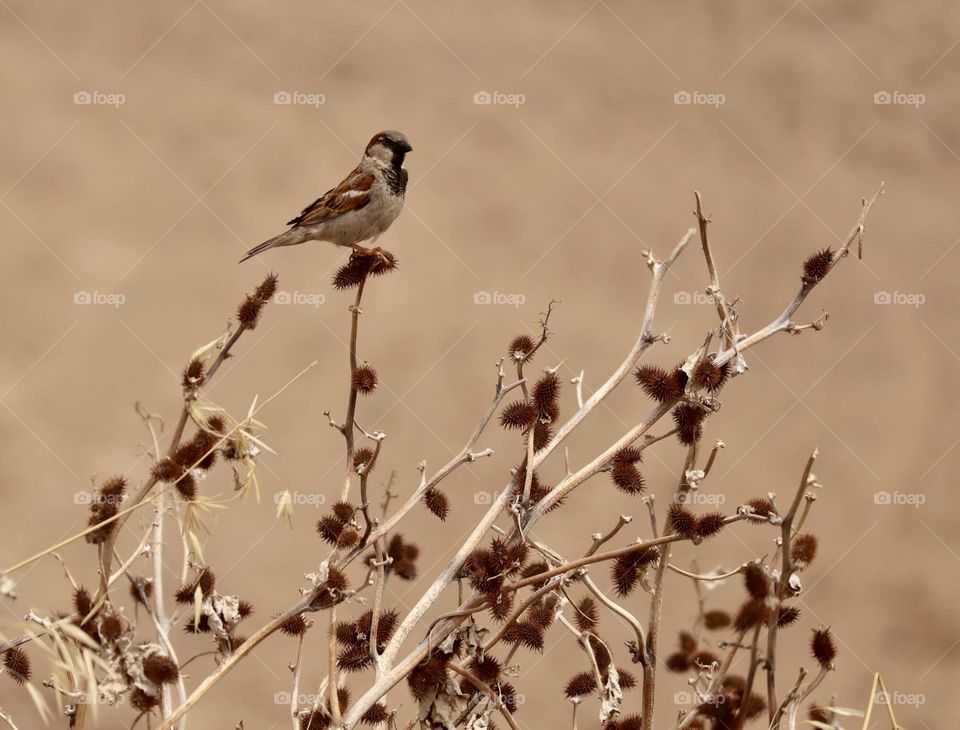 Sparrow stand on dry branches in the desert 