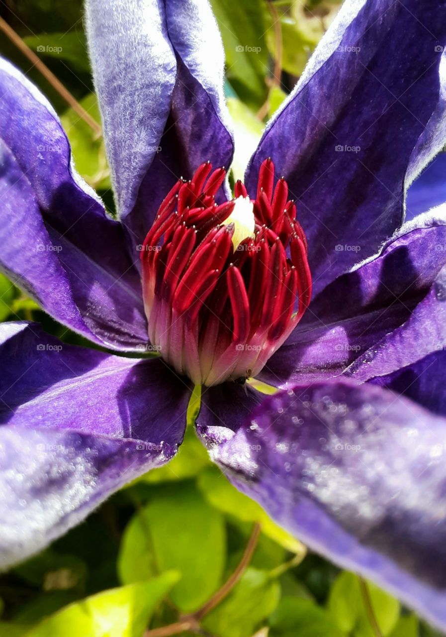 close-up of purple clematis flower