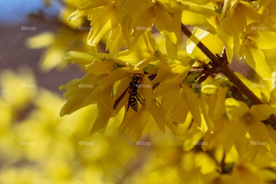 Wasp at the yellow flower