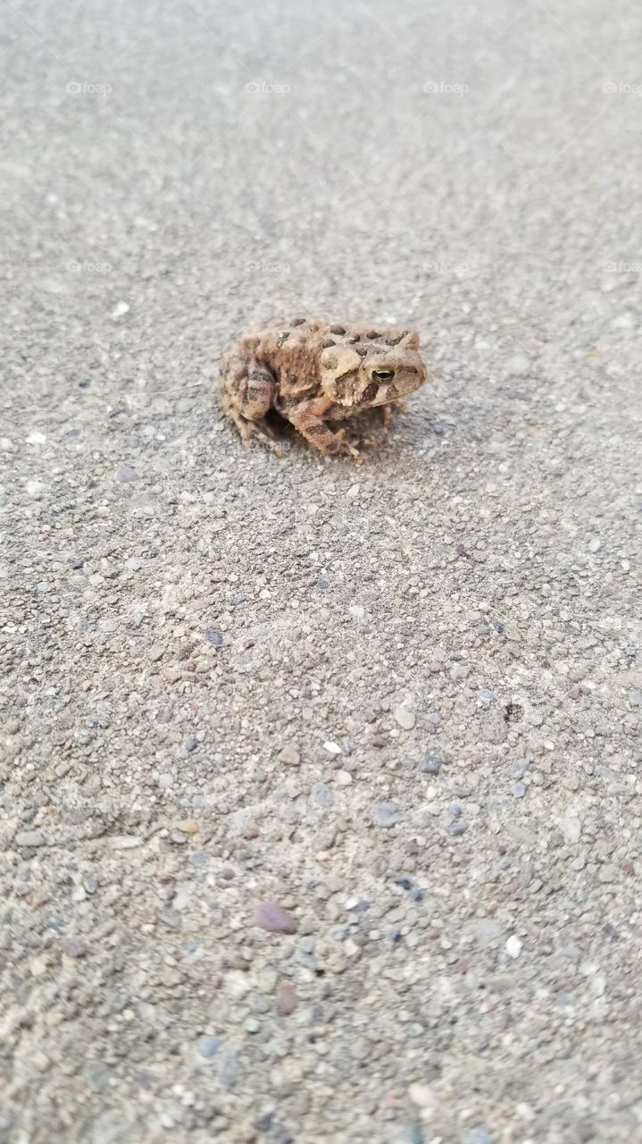 TOAD - this little guy was super excited for his picture to be taken... obviously. 😉