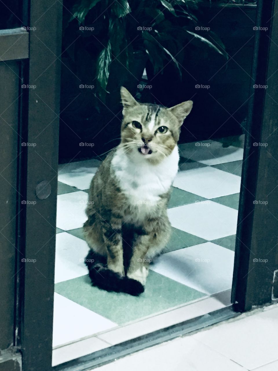 Inquisitive cat looking inside from the door 