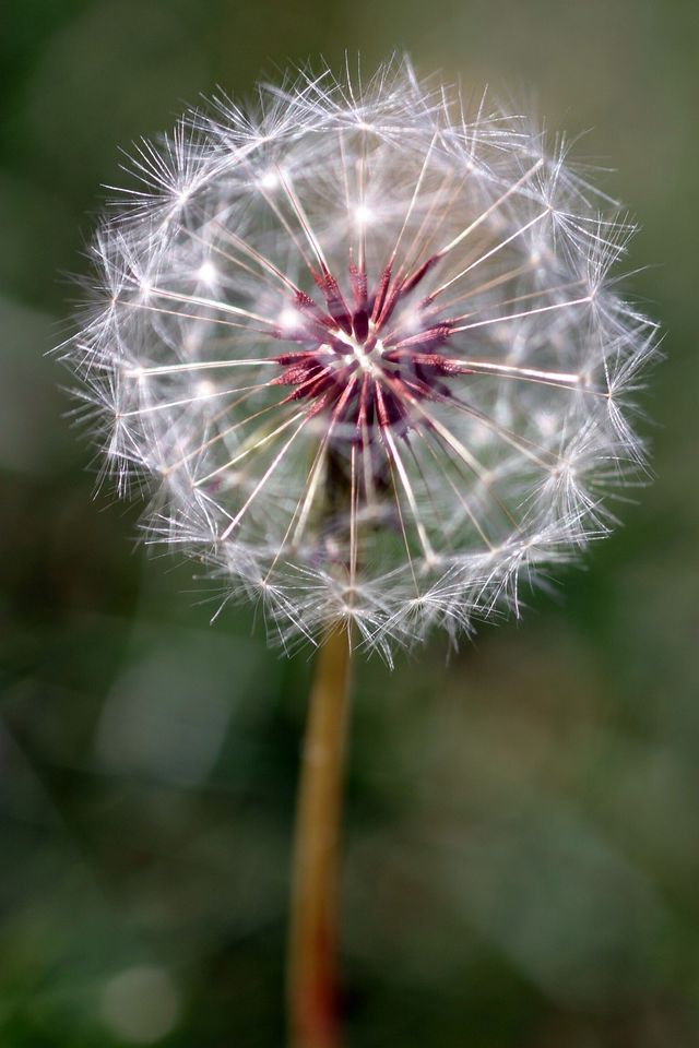 dandelion