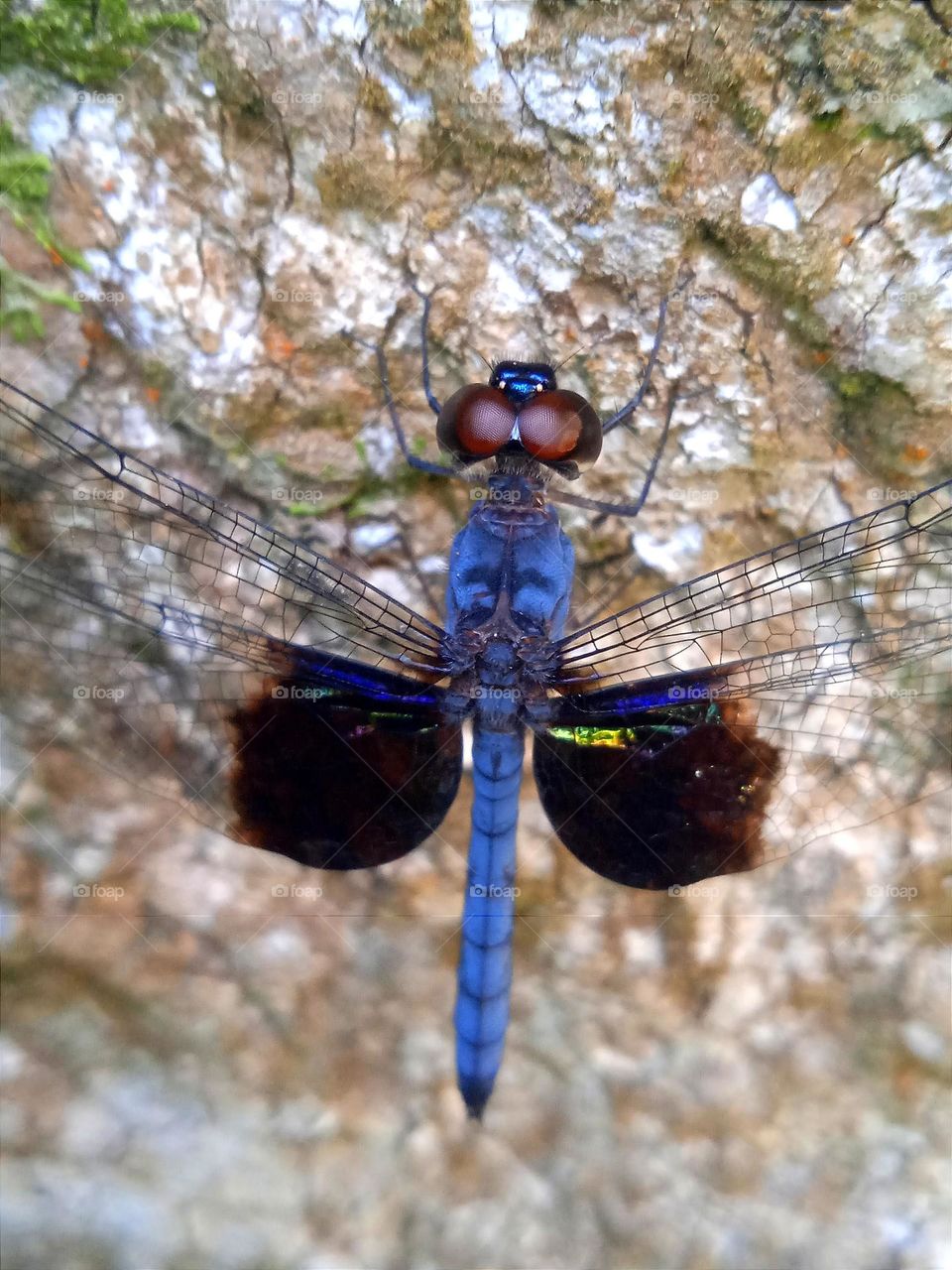 A blue dragonfly on the tree trunk.