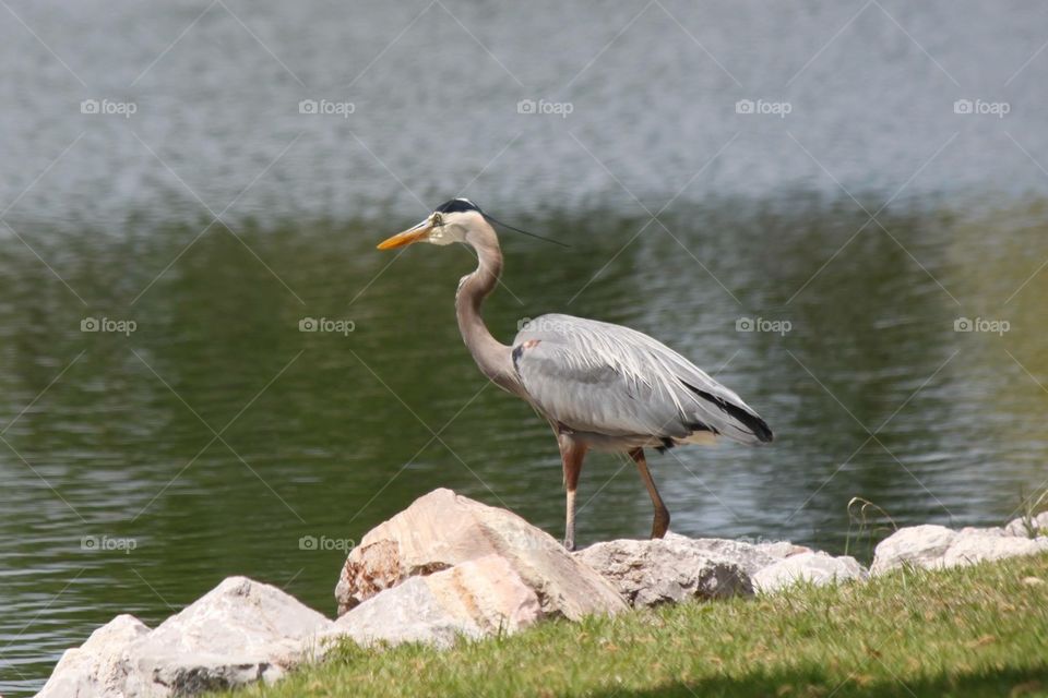 Great Blue Heron on the Pond