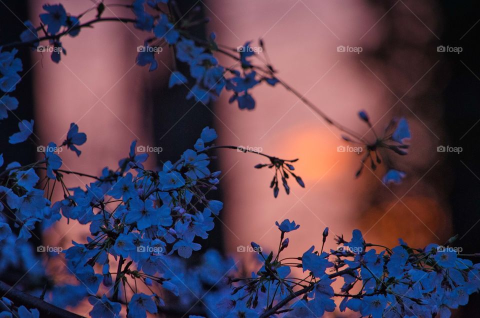 View of tree branch during sunset