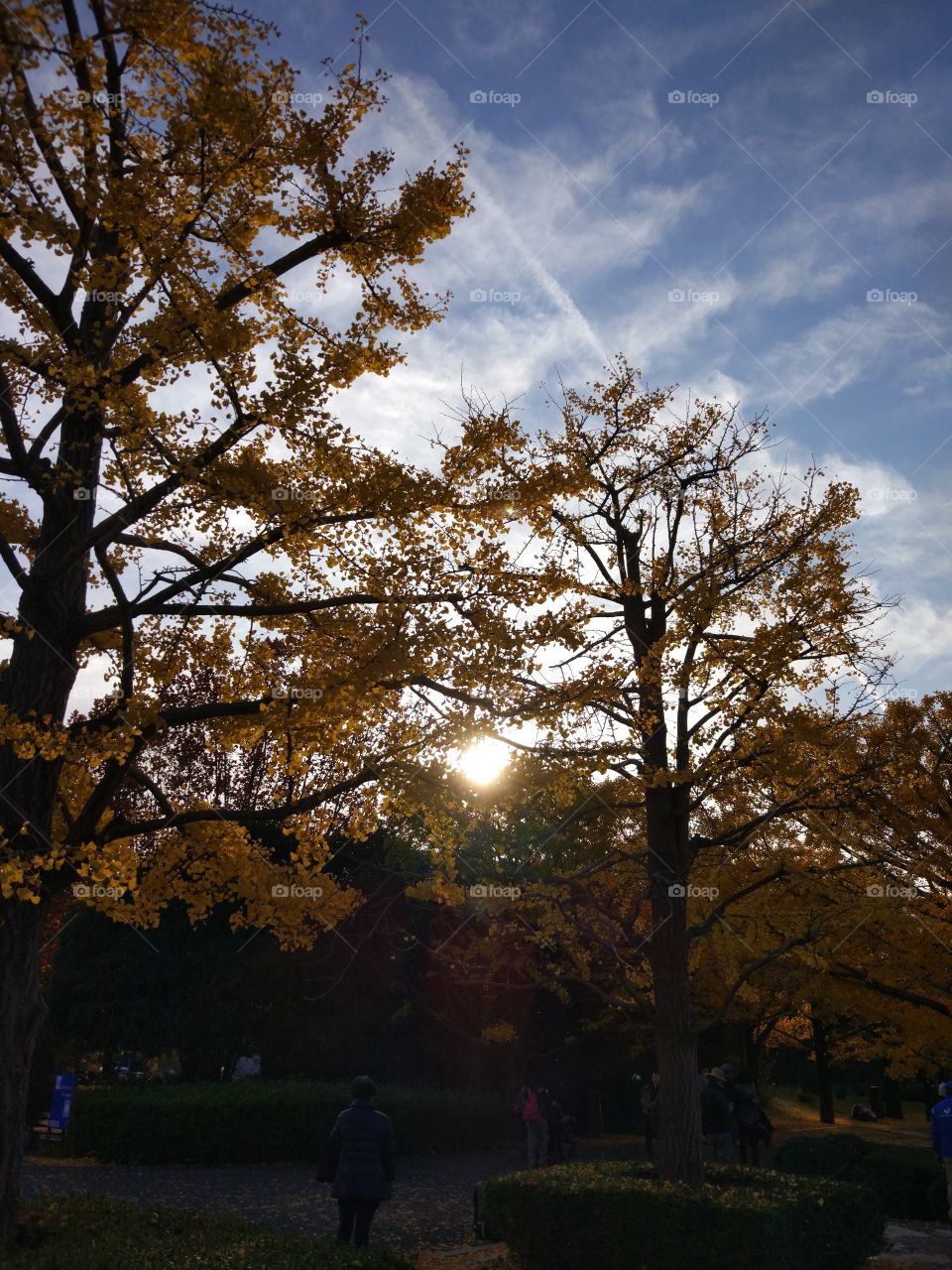 Sunshine through trees