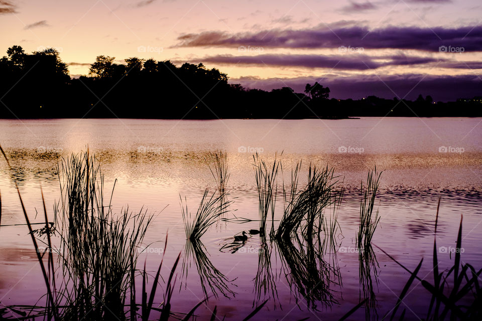 Sunrise reflected on the lake. Hamilton, New Zealand. 2016