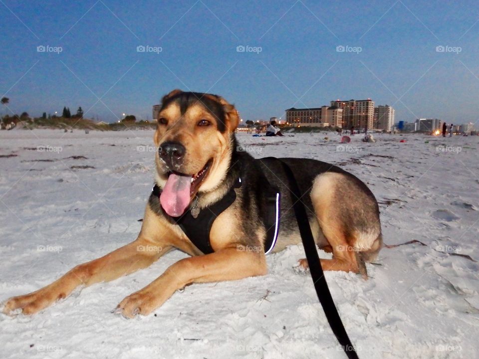 Beach dog 