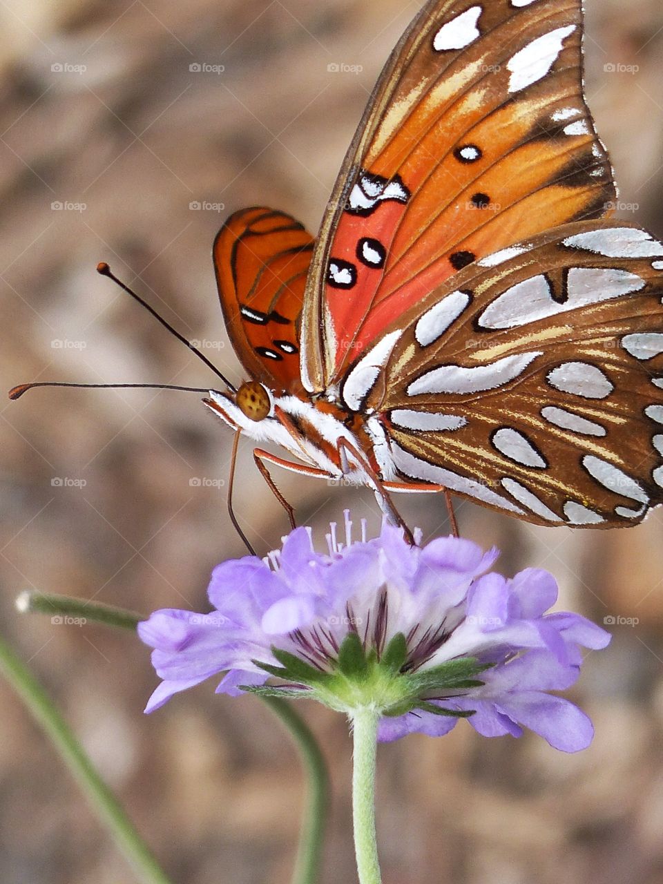 Butterfly on purple flower 