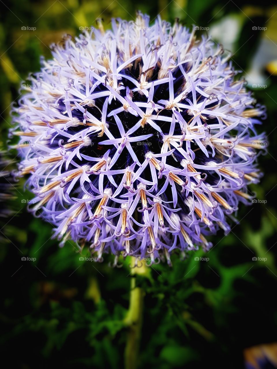 Wild flower in France