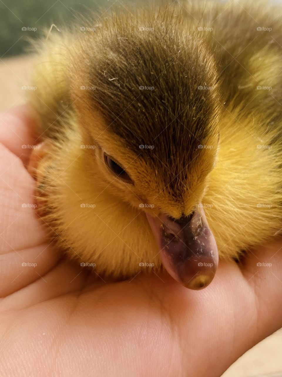 Little baby duck 