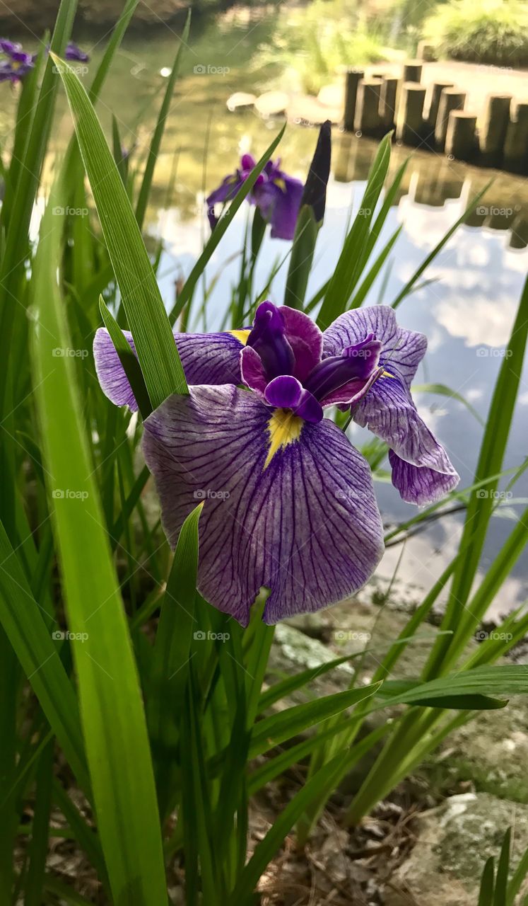 Iris close-up by water