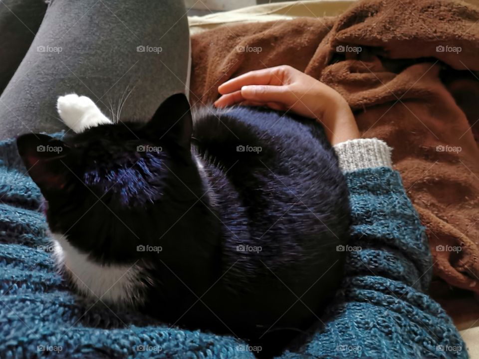 Cat sitting with it's owner on the sofa in the living room of a house.