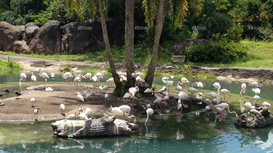 Disney Animal Kingdom