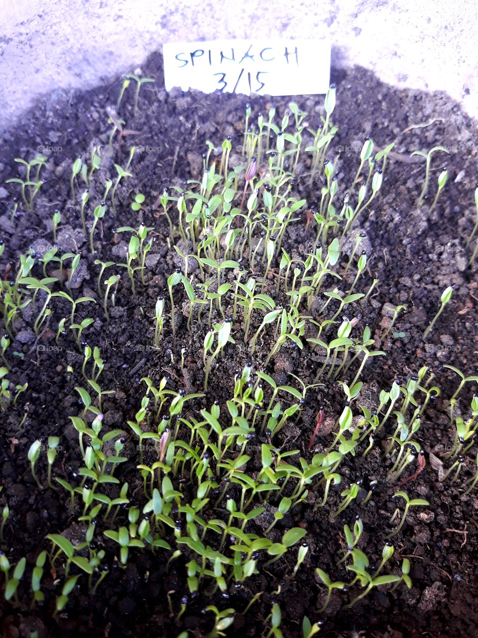Growing spinach from seeds