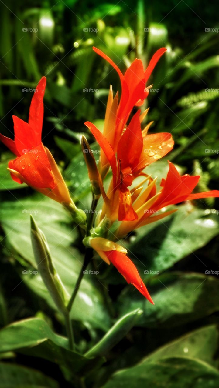 Flower with raindrops