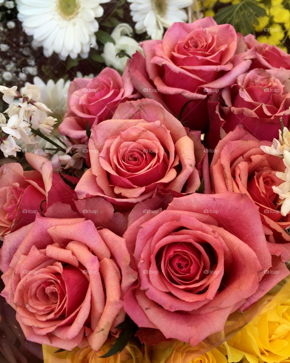 High angle view of blooming flowers