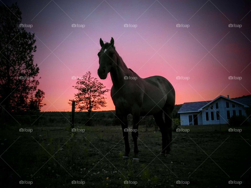 cedar sunset