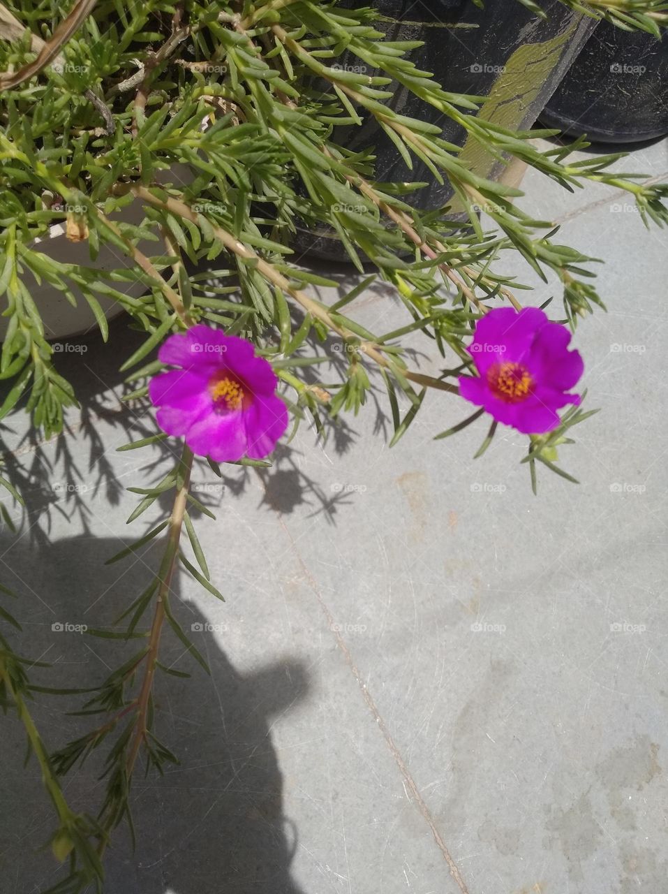 pink flower seasonal fresh shurb small size shurb looks very beautiful generally found everywhere seasonal fresh looks very beautiful