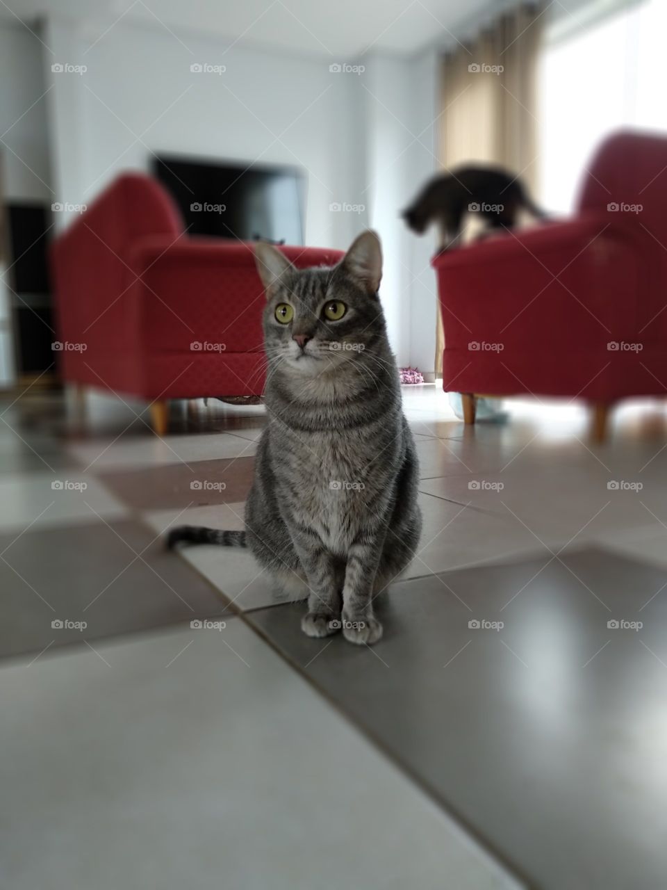Grey cat in living Room yellow eyes