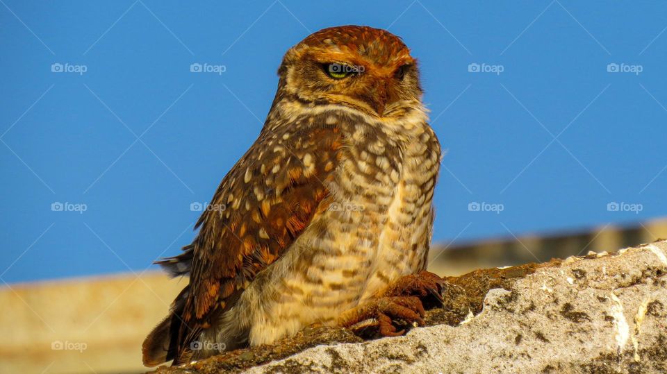 Coruja buraqueira descansando após cavar sua toca.