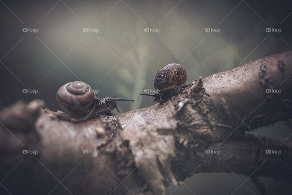 Pair of snails on a tree