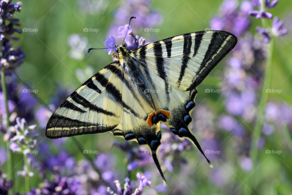 swallowtail butterfly