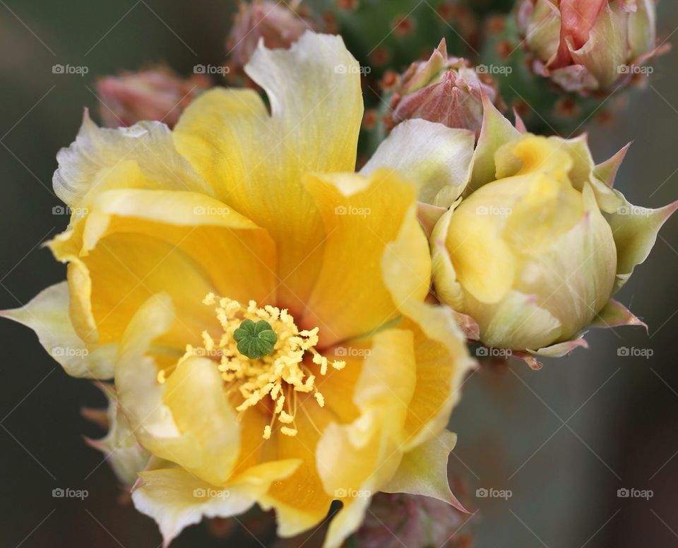 Close up yellow cactus flower