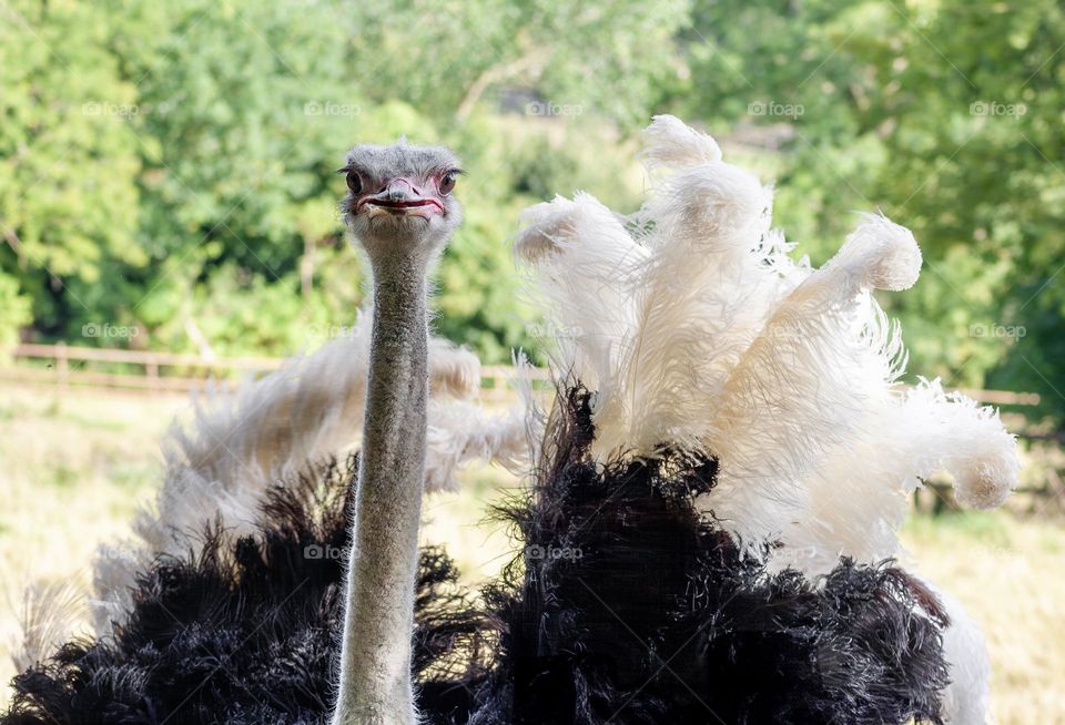 Relaxed seeming ostrich. 
