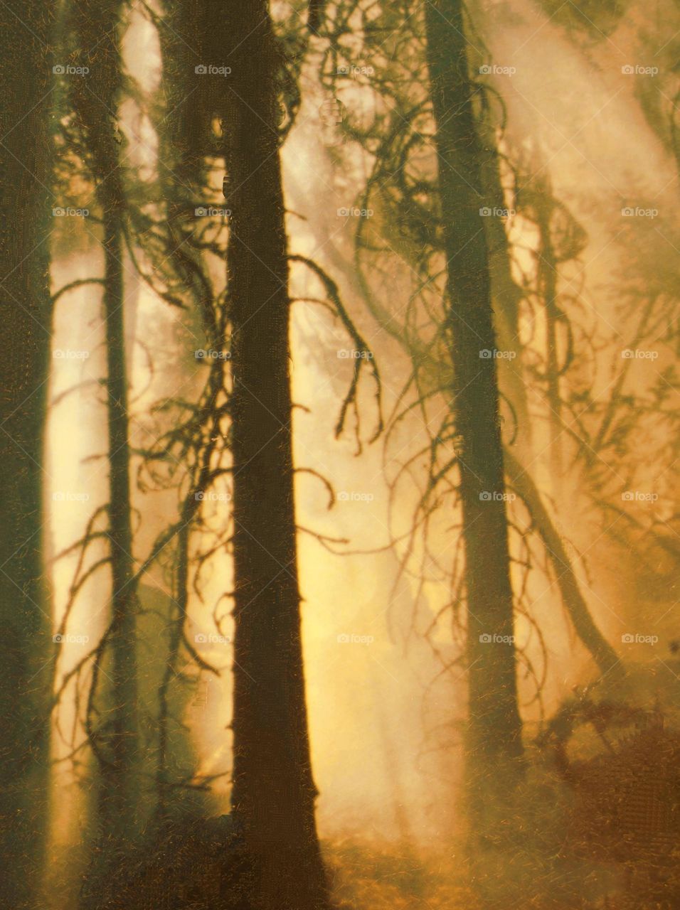 morning in autumn forest