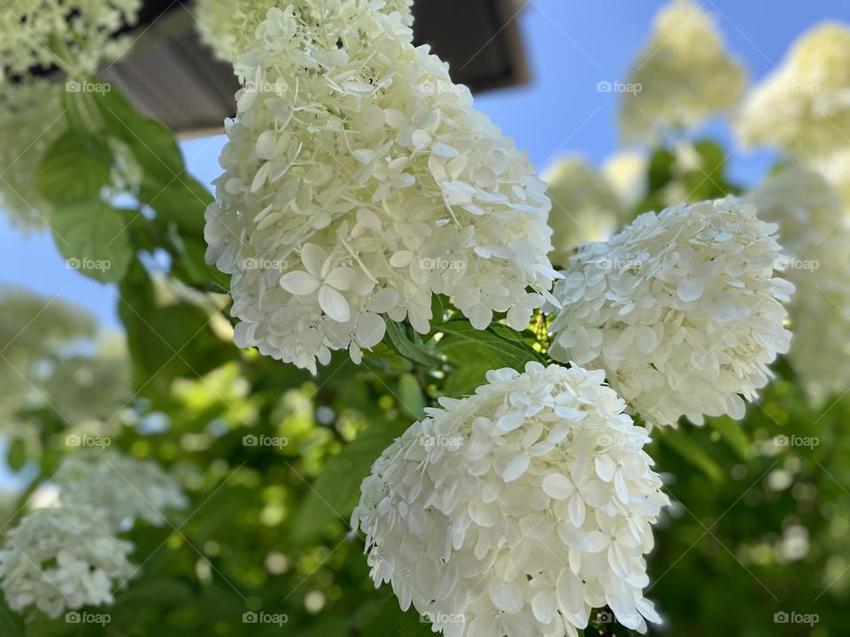 Lush white hydrangeas basking in the sunlight.