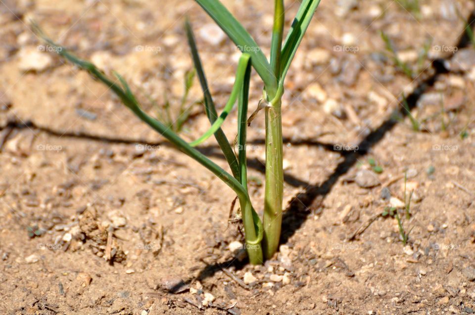 Growing garlic