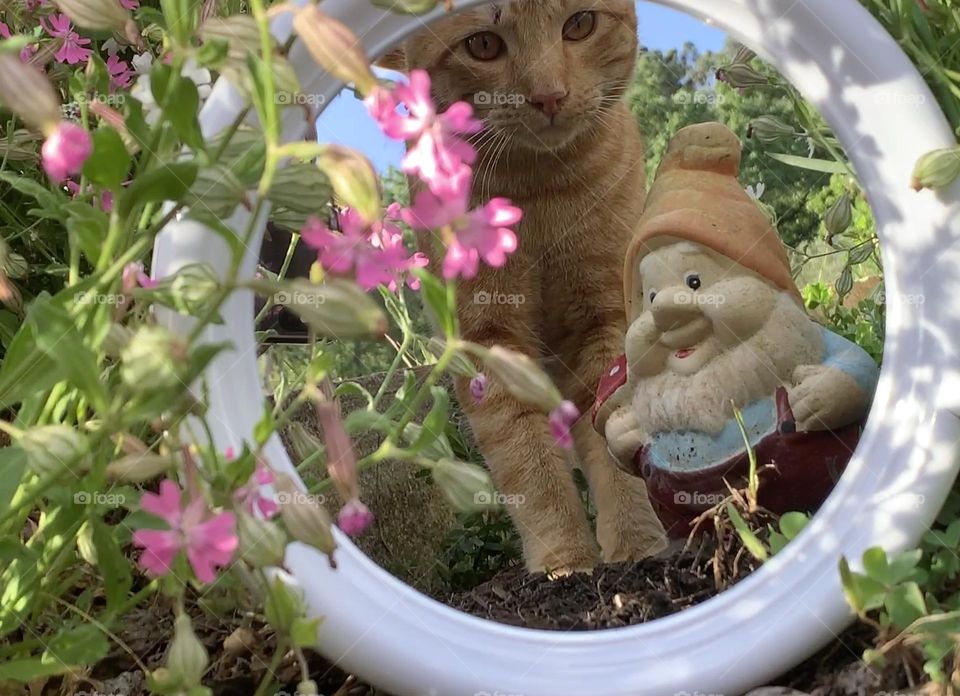 A cat & garden gnome check out their reflections in a mirror surrounded by flowers