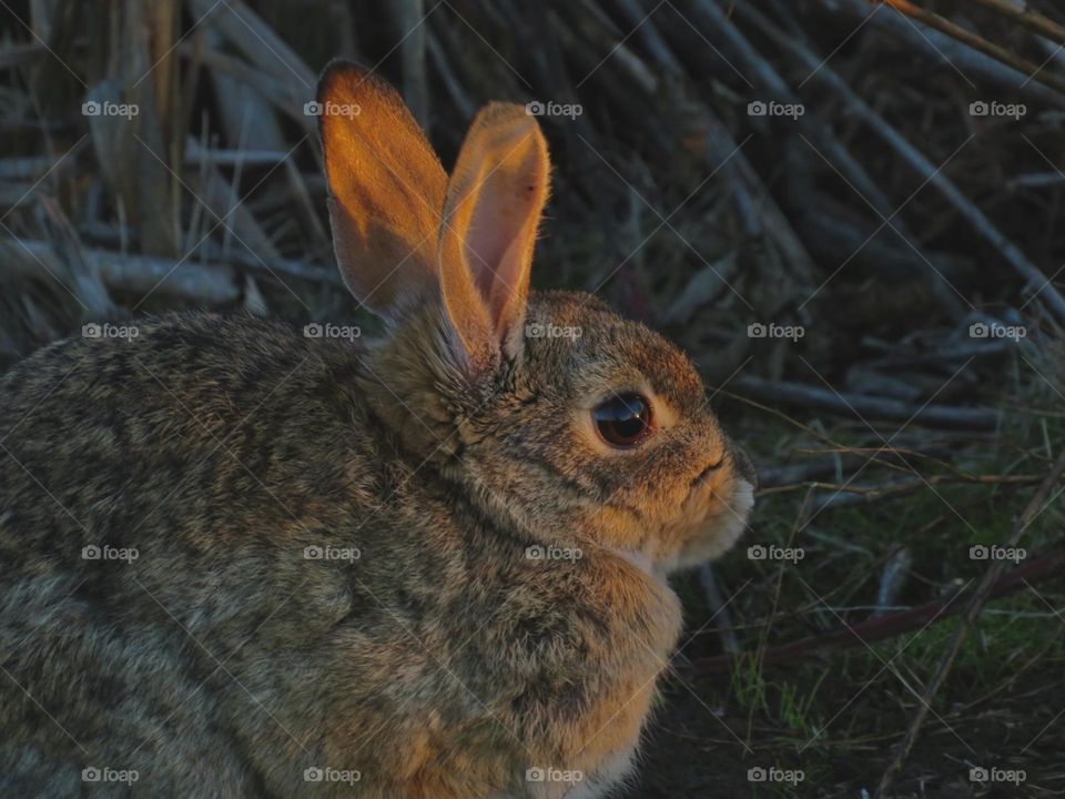 Cotton Tail Rabbit