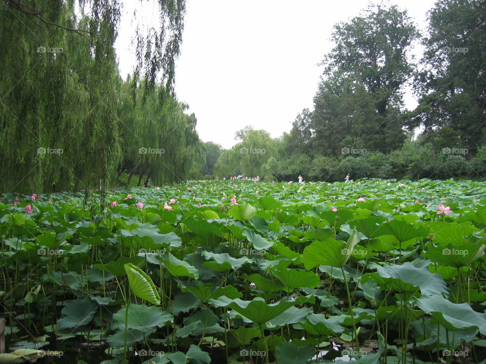 lily pad garden