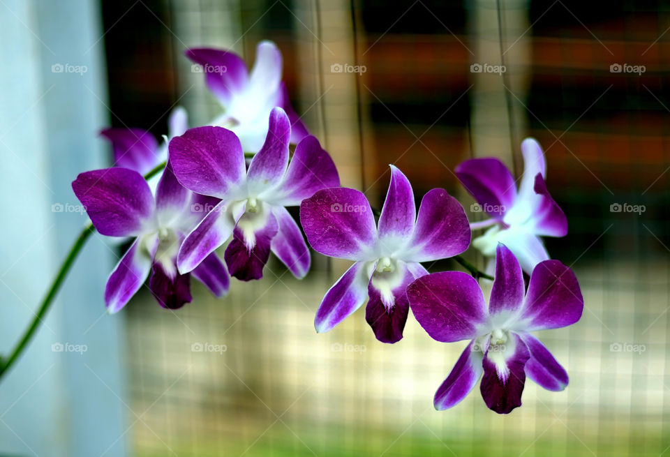 flowers at krus garden