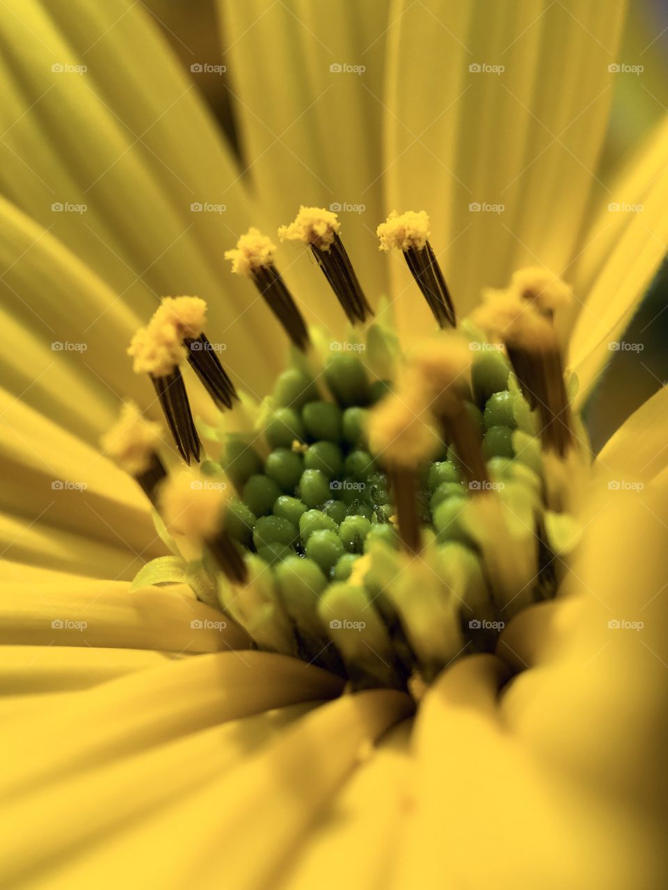 Yellow flower with green stamen in macro 
