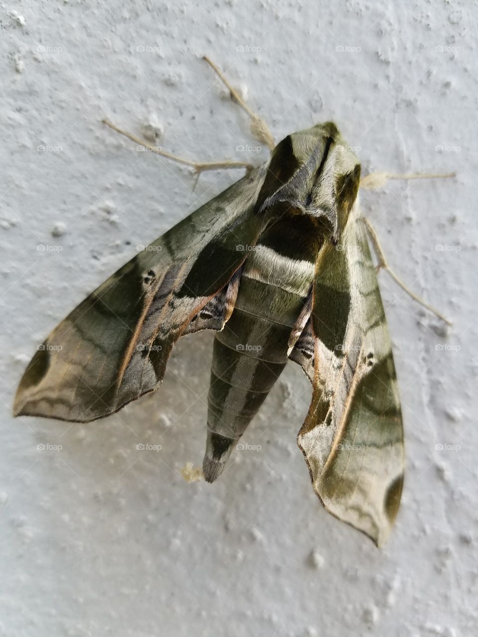 moth bug