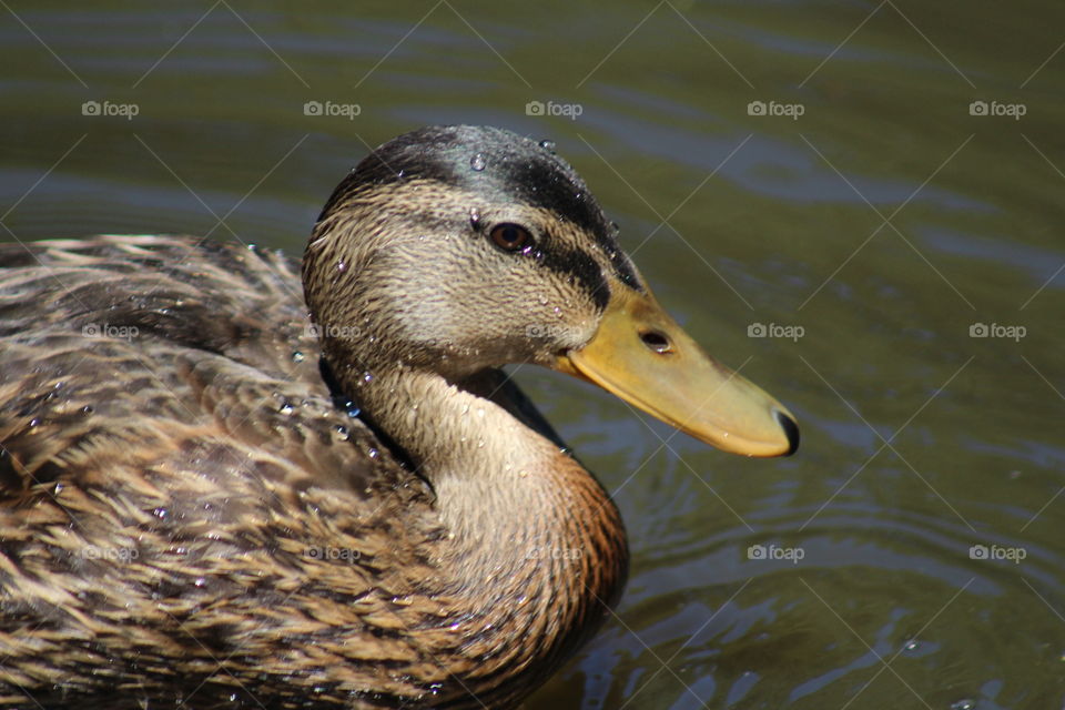 Wet duck 