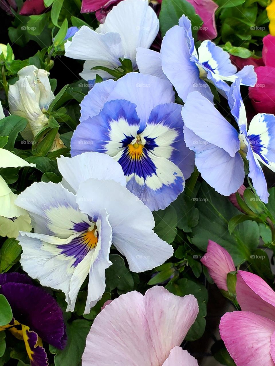 Petunias in the Garden