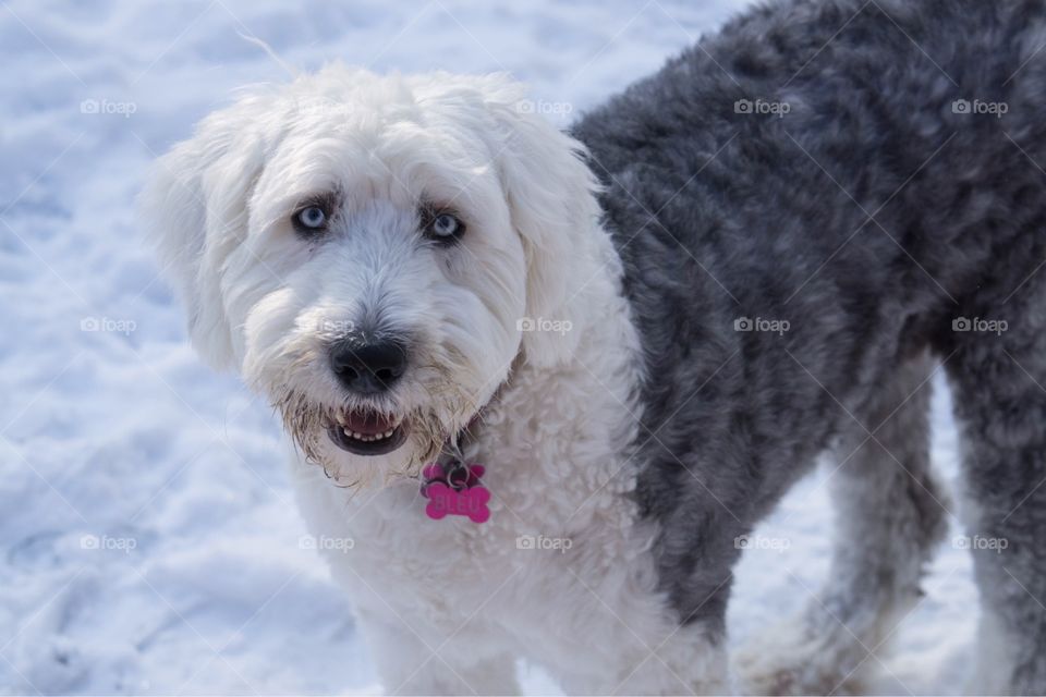 Sheepdog in Winter Snow