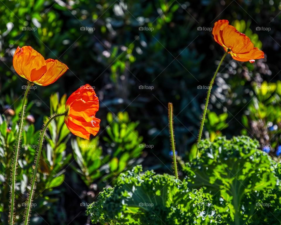 California Poppies 1