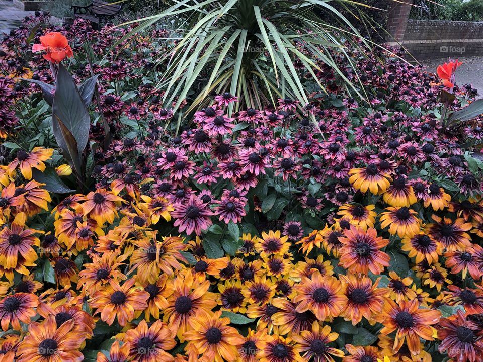 Taken from some public gardens, this gathering of flowers, gives the visitor quite a colorful spectacle.