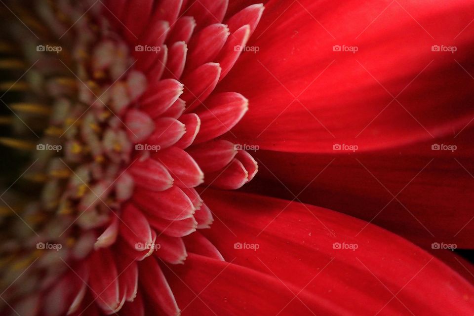 Macro shot of red flower