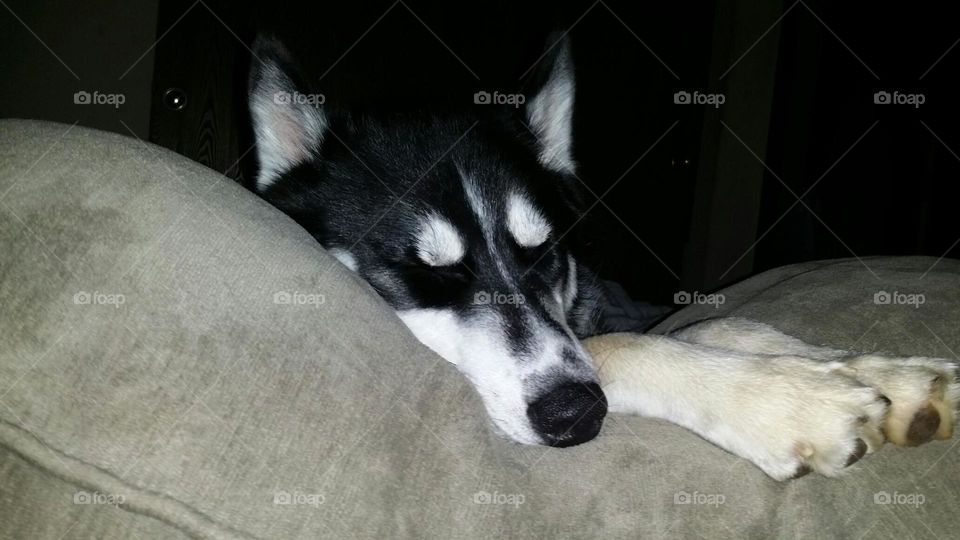 Yukon  napping. riding in the 18 wheeler tires him out.